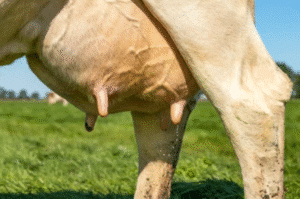 Mastitis Symptoms in cow