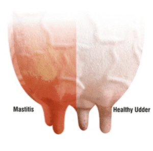 Mastitis in cow and cattle
