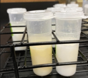 mastites Milk difference