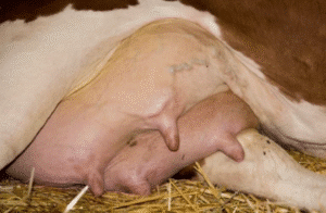 Treatment of mastitis in cow