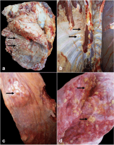 Bovine tuberculosis causes multiple granulomas in the lungs, pleura, and lymph nodes of affected cattle.