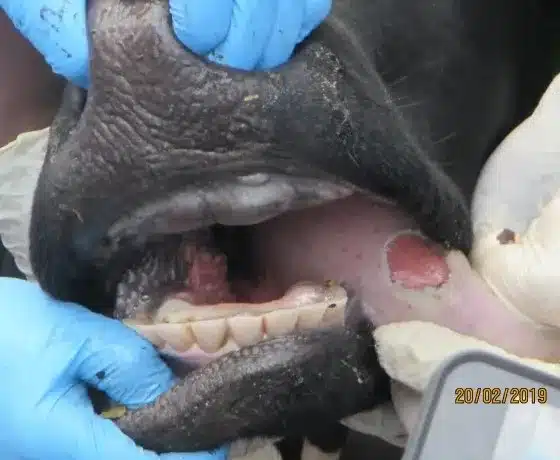 Foot and mouth disease in cattles