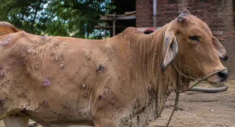 lumpy skin disease
