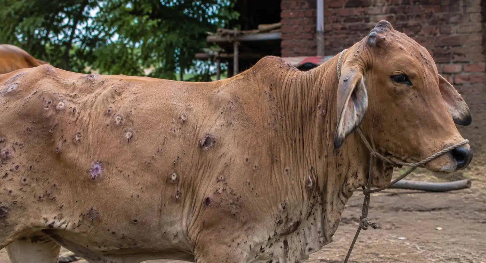 lumpy skin disease