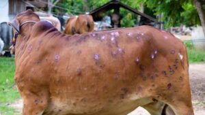lumpy skin disease