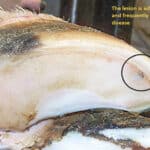 White Line Disease in Cattle