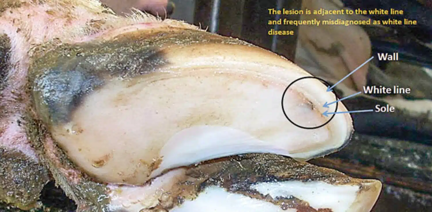 white line disease in cattle