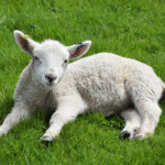What is Bloating in lamb?