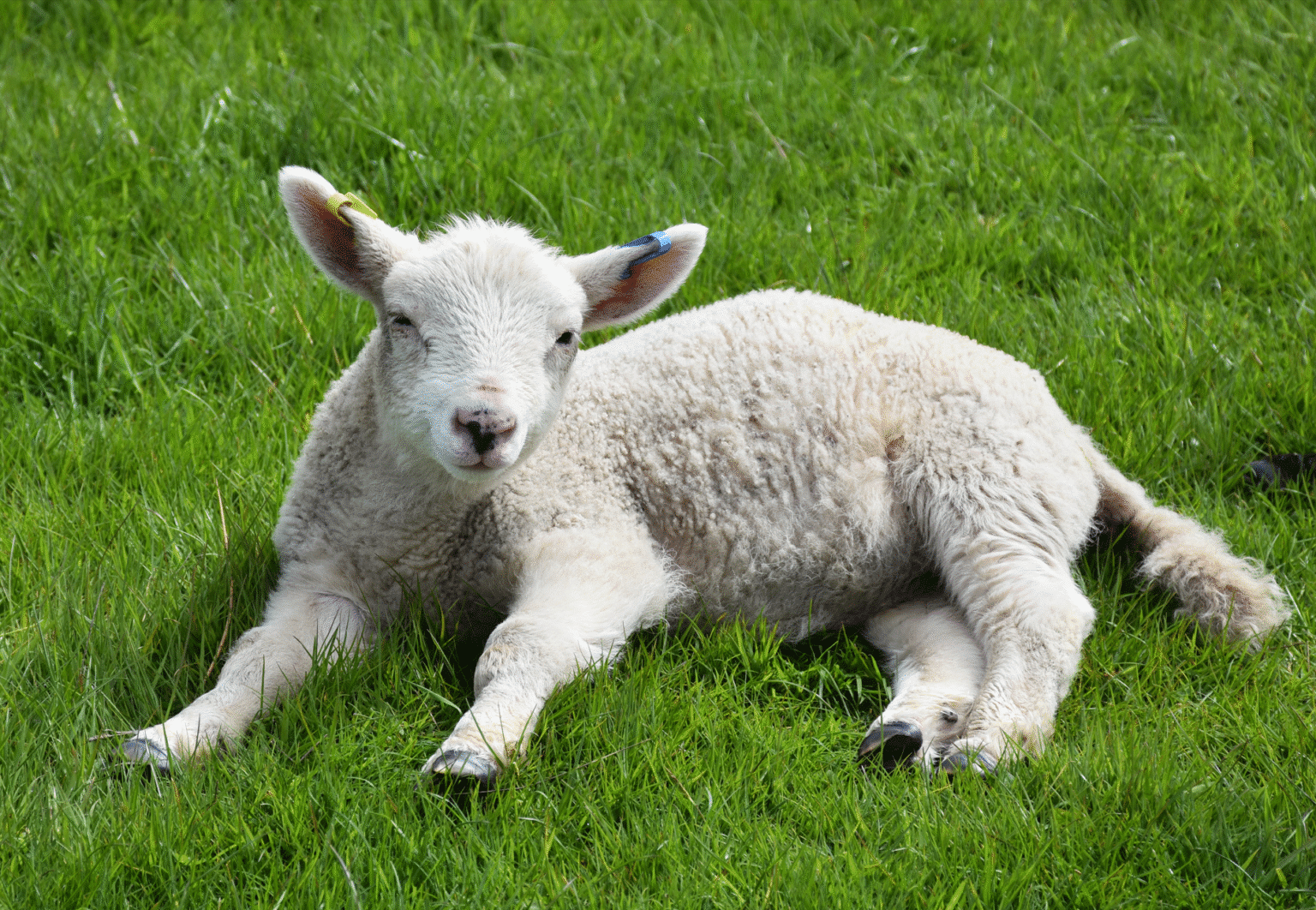Bloating in lamb