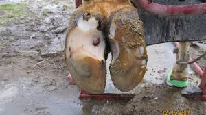 White Line Lesions