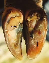 White line Disease in Cattle