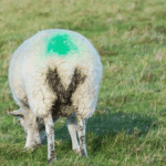 What is Scours in lambs?