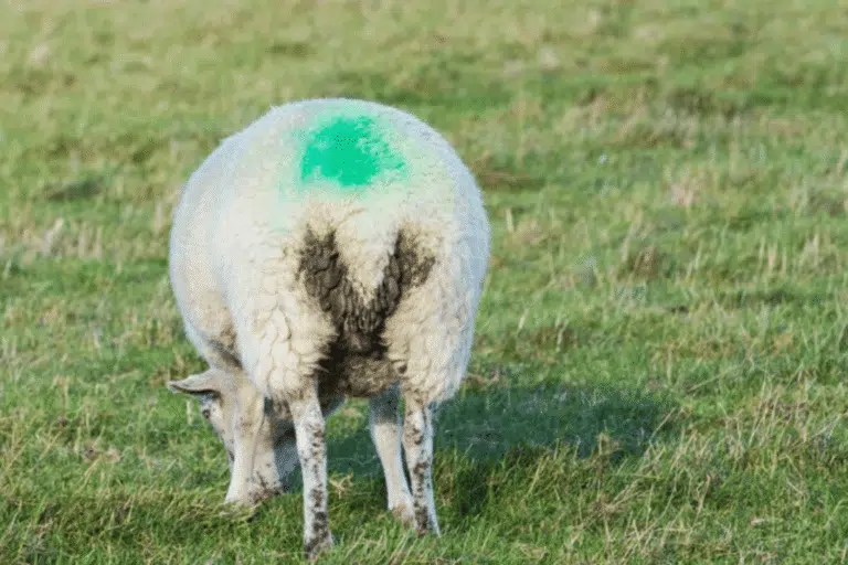 scours in lambs treatment