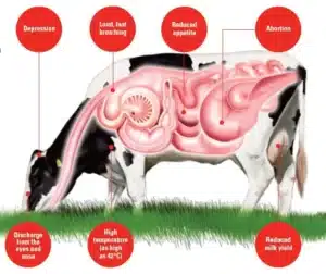 infectious bovine rhinotracheitis symptoms