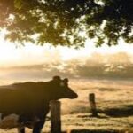 Infectious Bovine Rhinotracheitis in Cattle