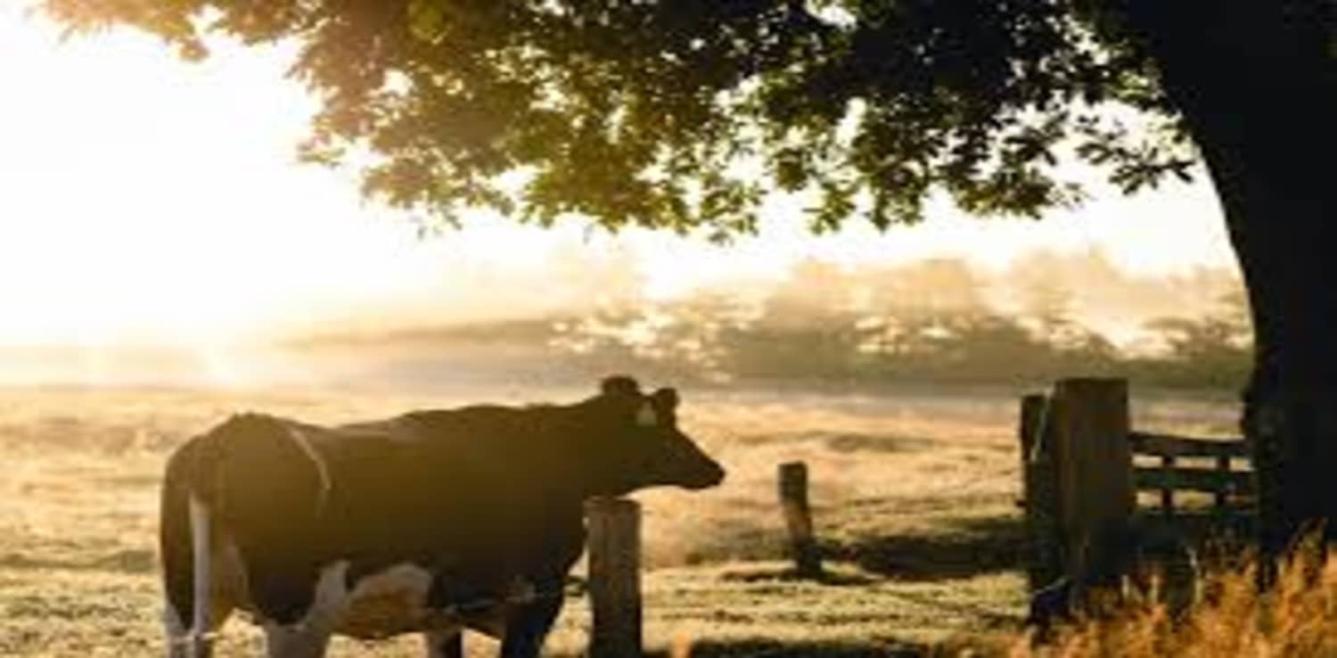 Infectious bovine rhinotracheitis in Cattle