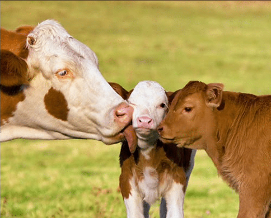 scours in calves