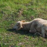 White Muscle Disease in Sheep and Goat
