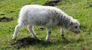 white Muscle Disease treament in sheep 