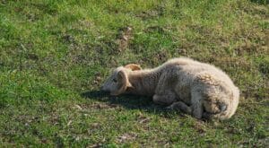 white Muscle Disease in sheep