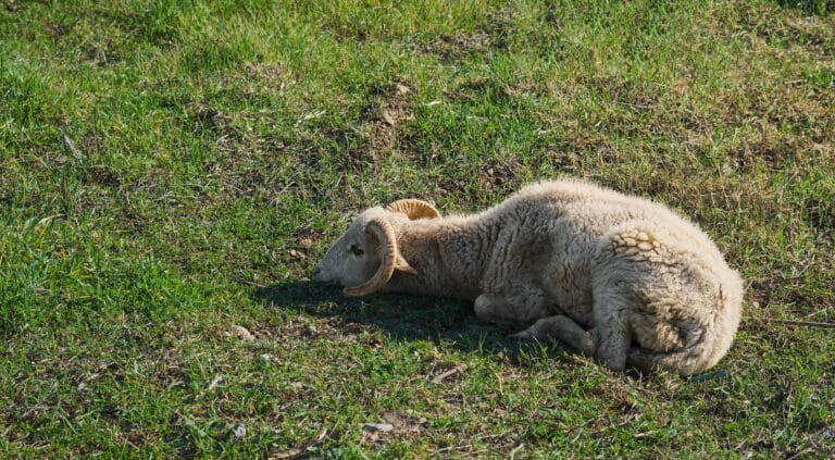 white Muscle Disease in sheep