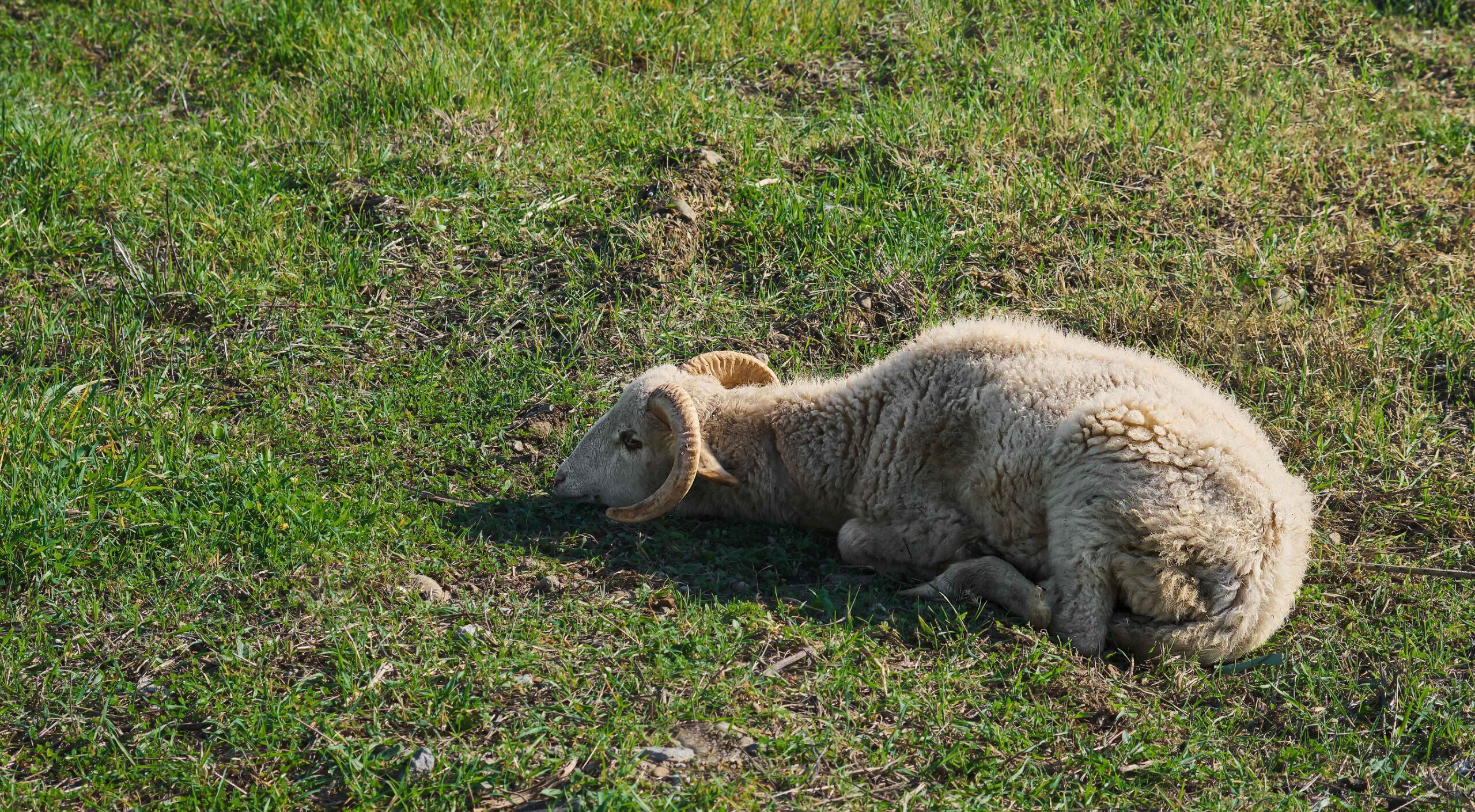 white Muscle Disease in sheep