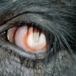 Infectious Bovine Keratoconjunctivitis (Pink Eye) in Cattle