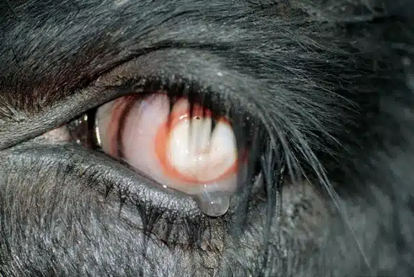 Pink eye disease in cattle