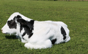 white muscle disease in calves