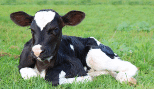 white muscle disease in cattle symptoms 