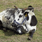 White Muscle Disease In Cattle