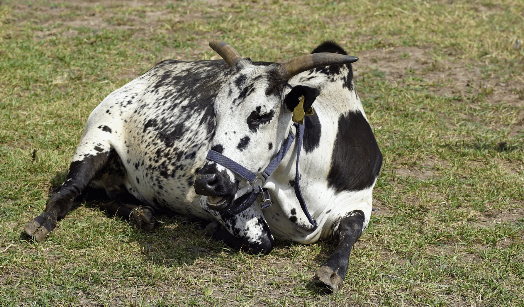 white muscle disease in cattle