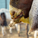 Sore Mouth Disease in Goats and Sheeps