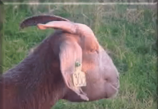 Bottle Jaw in goat