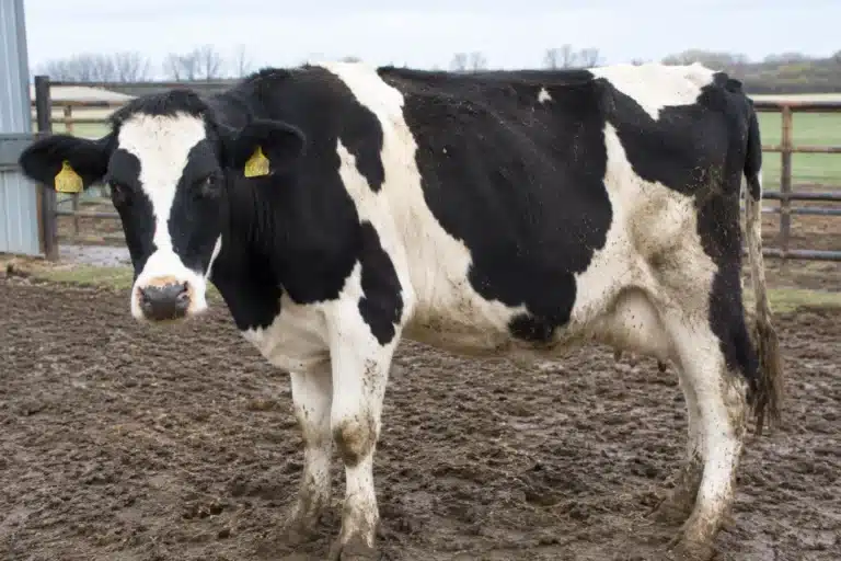 Bovine respiratory disease in cattle showing a sick Holstein cow with nasal discharge
