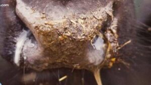 Shipping fever in cattle symptoms