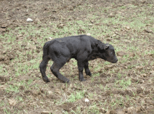 bovine diarrhea in calf