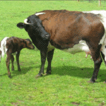 Bovine Viral Diarrhea (BVD) in Cattle