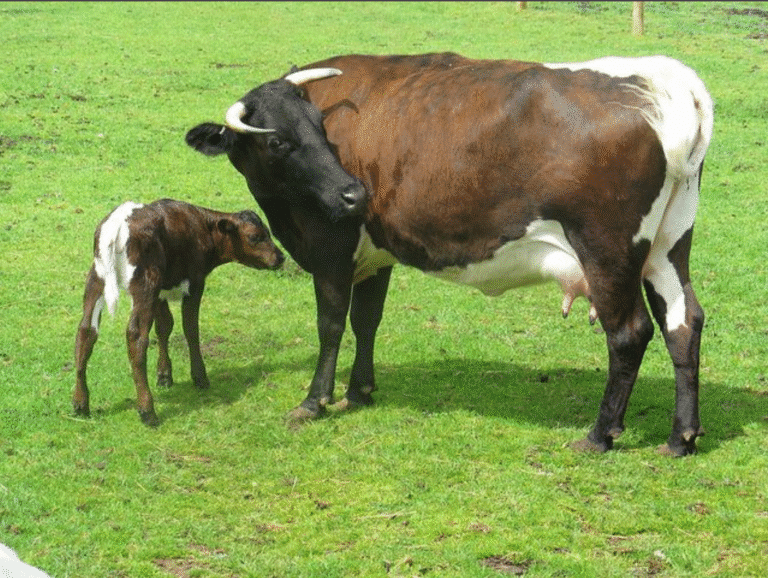 bovine viral diarrhea in cattle