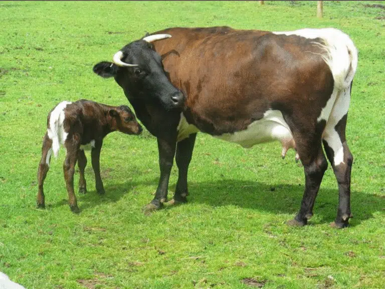 bovine viral diarrhea in cattle