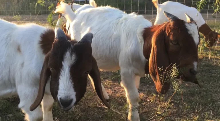 Bottle jaw disease in sheep & goats