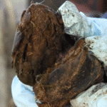 Foot Rot (Hoof Rot) Disease in Sheep