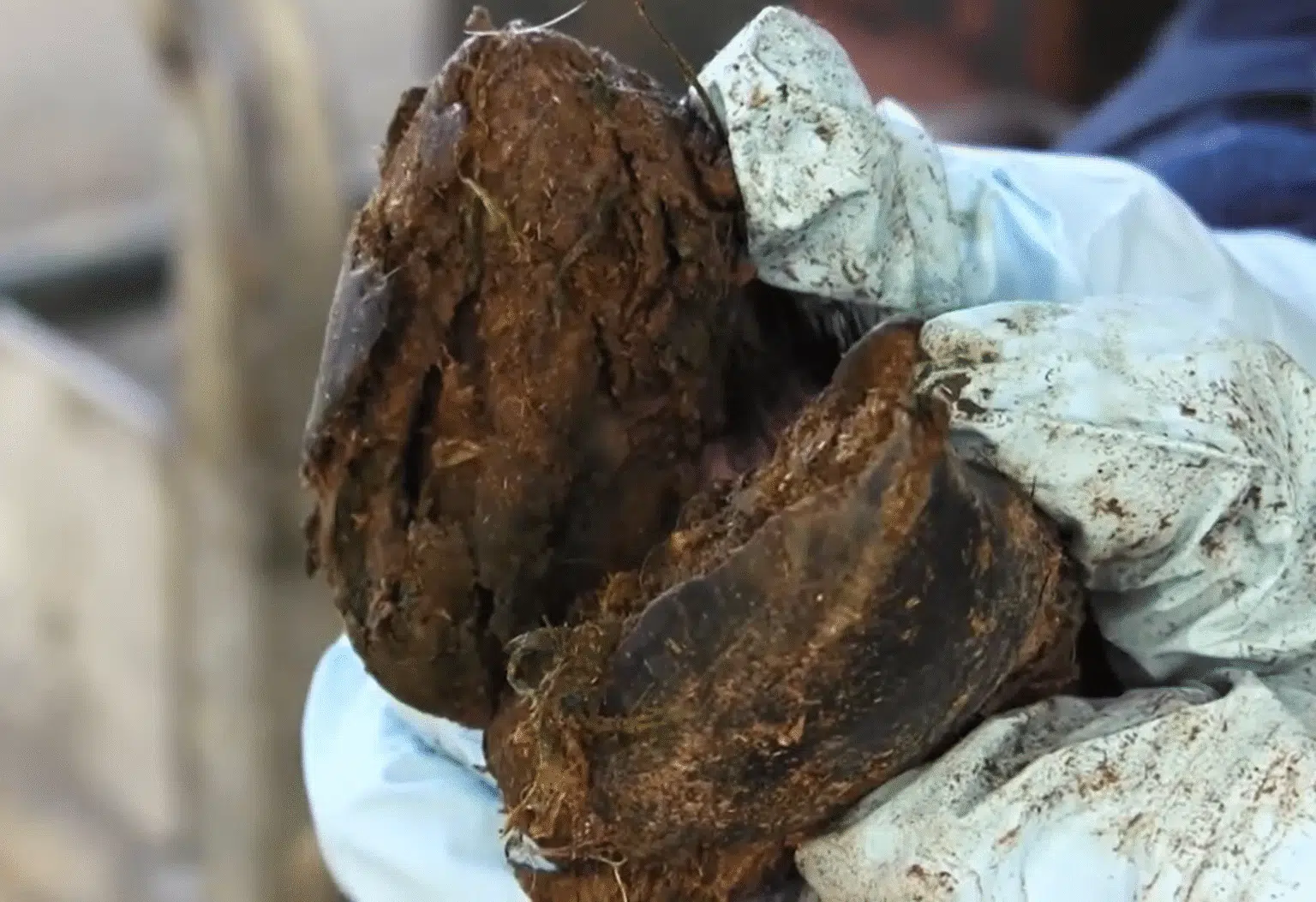 foot rot in sheep pictures