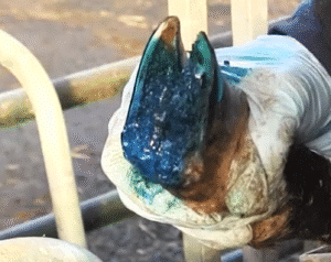 foot rot in sheep treatment