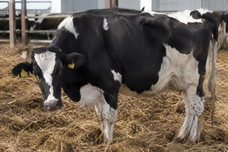 Dairy cow affected by ketosis disease in cattle