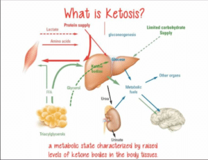 ketosis in cattle
