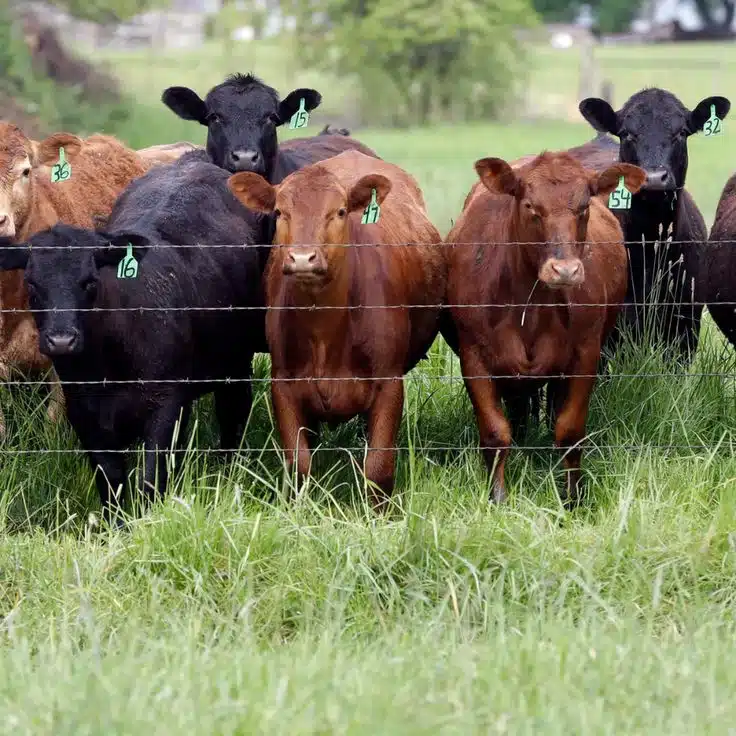 anthrax in cattle