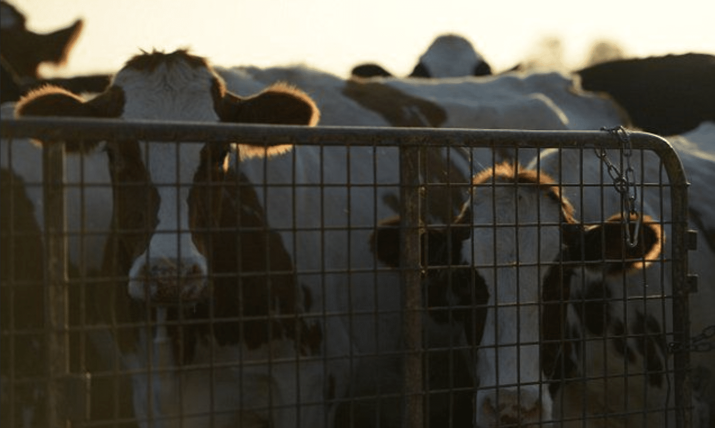 Johne’s disease in cattle