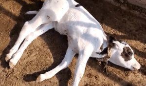 symptoms of black leg in cows