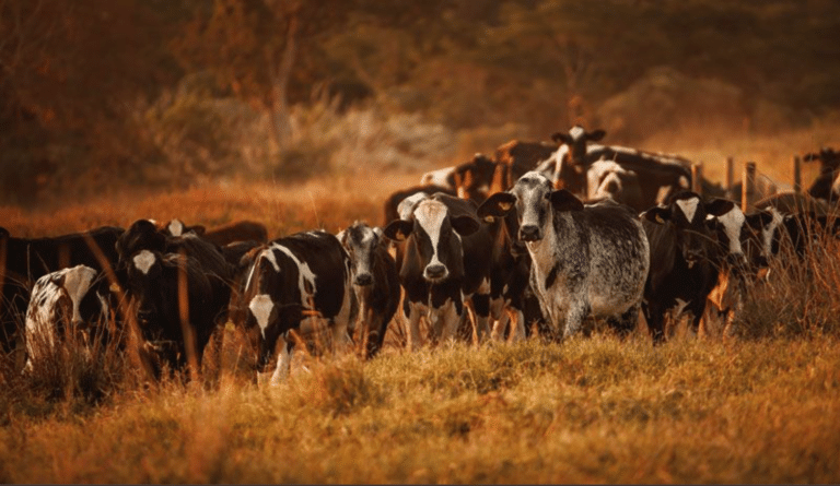 Liver fluke in cattle